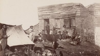 Köpekler Guillaume Berggren