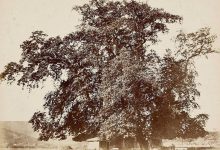 Çayırbaşı, Büyükdere, 1868