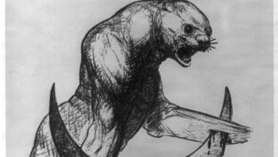 Çanakkale’de Hilal’e Takılan Deniz Aslanı