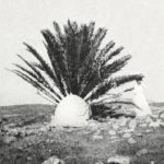 A Marabut in Tripoli, Libya, 1905 
Trablus'da Bir Marabut, Libya, 1905

        ...