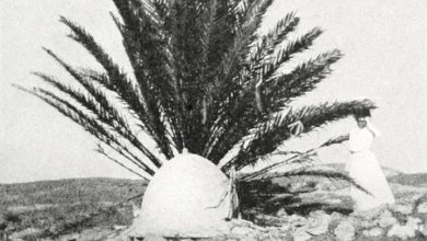 A Marabut in Tripoli, Libya, 1905 
Trablus'da Bir Marabut, Libya, 1905

        ...