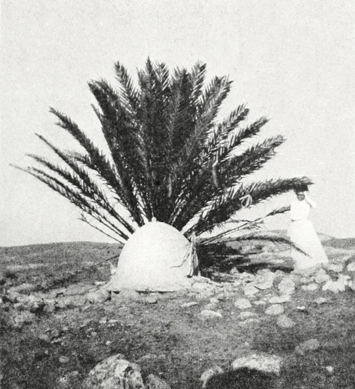 A Marabut in Tripoli, Libya, 1905 
Trablus'da Bir Marabut, Libya, 1905

        ...