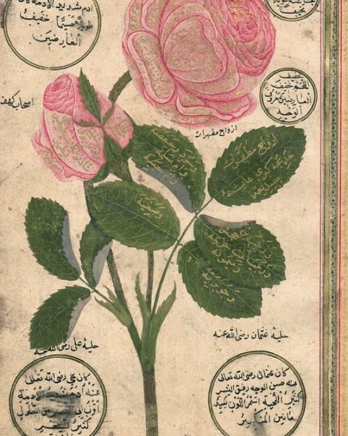 A Rose Drawing, 18th Century
Bir Gül Çizimi, 18. Yüzyıl

                       ...