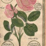A Rose Drawing, 18th Century
Bir Gül Çizimi, 18. Yüzyıl

                       ...