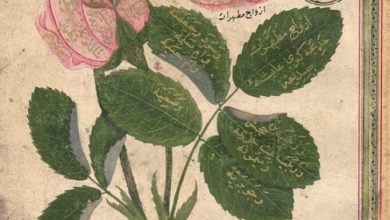 A Rose Drawing, 18th Century
Bir Gül Çizimi, 18. Yüzyıl

                       ...