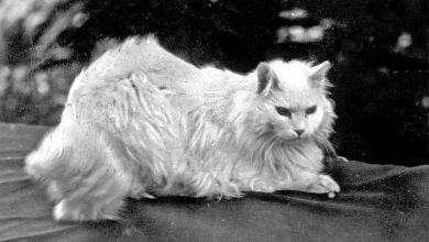 Agha Efendi, The Cat of Sultan Abdulhamid II, 1900s 
Sultan Abdülhamid'in Kedisi...