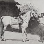 An Imperial Horse, 1890s
Bir Osmanlı Atı, 1890'lar
...