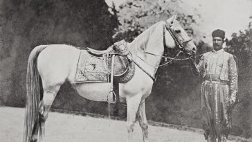 An Imperial Horse, 1890s 
Bir Osmanlı Atı, 1890'lar

                       ...