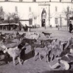 Beyazıt Meydanında Sokak Köpekleri, 1904