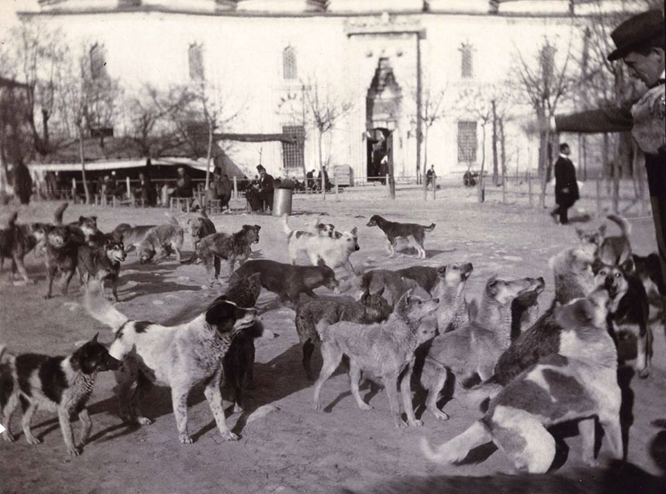 Beyazıt Meydanında Sokak Köpekleri, 1904