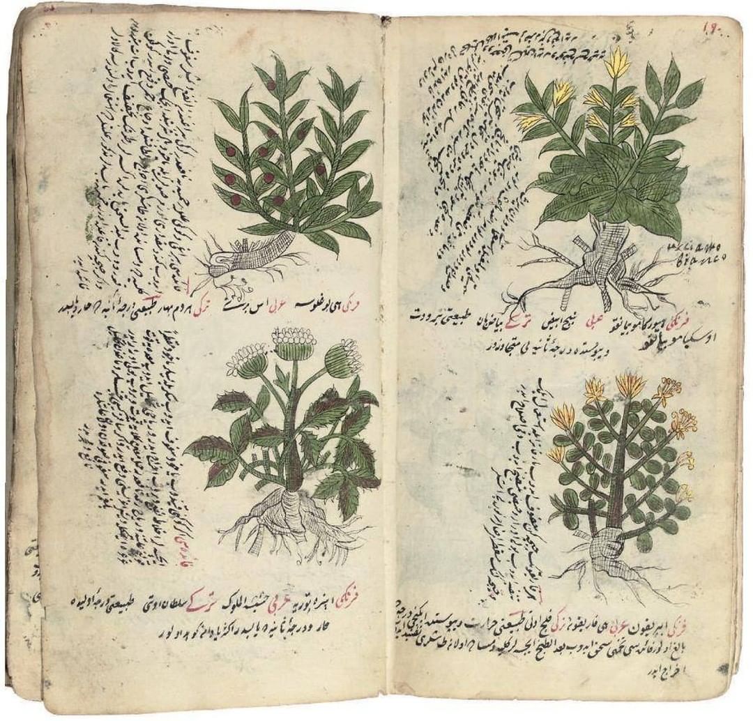 Bitkisel tıp inceleme eseri, 1700'ler.
A treatise on herbal medicine, 1700's....