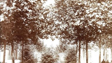 Darülaceze (Almshouse), Istanbul, c1900 
                       ...