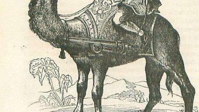 Bir Osmanlı Hecinsüvar Topçu