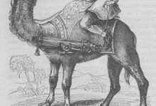 Bir Osmanlı Hecinsüvar Topçu