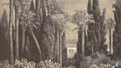 Mısır'da Bir Bahçe