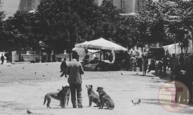 İstanbul'Da Sokak Köpeklerini Besleyen Bir Adam