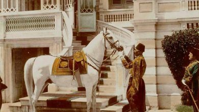 Sultan II. Abdülhamid'in en çok sevdiği atı, Ferhan, Istanbul, 1800'lerin sonlar...