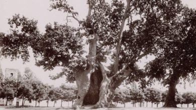 Topkapı Sarayı 1. Avluda bulunan Yeniçeri Çınarı
