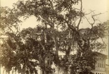 Topkapı Sarayı 1. Avluda bulunan Yeniçeri Çınarı. Arka kısımda ise Hünk...