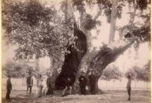 Topkapı Sarayı Avlusu'ndaki Yeniçeri Çınarı Sébah & Joaillier fotoğr...