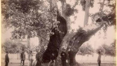 Topkapı Sarayı Avlusu'ndaki Yeniçeri Çınarı Sébah & Joaillier fotoğr...