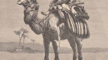 Traveling with Camel in Libya,19th Century
Deve ile Seyahat, Libya, 19. Yüzyıl

...