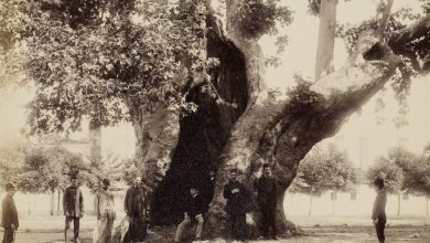 Yeniçeri Ağacı Sébah & Joaillier Fotoğrafı