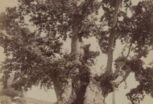 Yeniçeri Ağacı, Topkapı Sarayı / Sébah ve Joaillier Fotoğrafı | Eski İs...