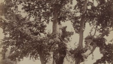 Yeniçeri Ağacı, Topkapı Sarayı / Sébah ve Joaillier Fotoğrafı | Eski İs...