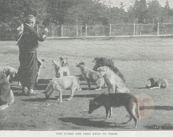 Köpekleri besleyen bir Osmanlı