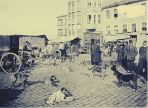 İstanbul 1914Hayırsızada sendromundan sonra sokak köpeklerine sevgi ile bakılm